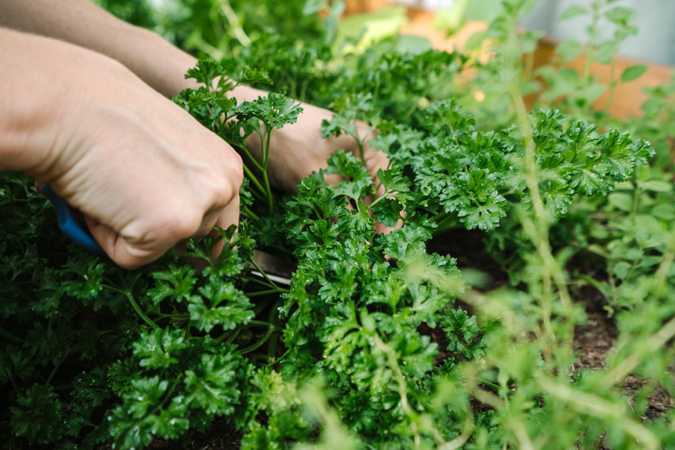 Make Your Own Dried Herbs — Simple Ecology